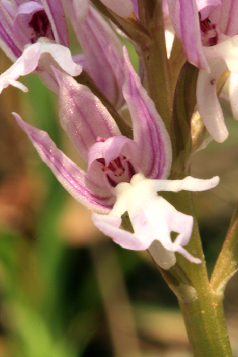 Orchis italica